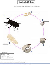 The life cycle of a stag beetle diagram worksheet pdf